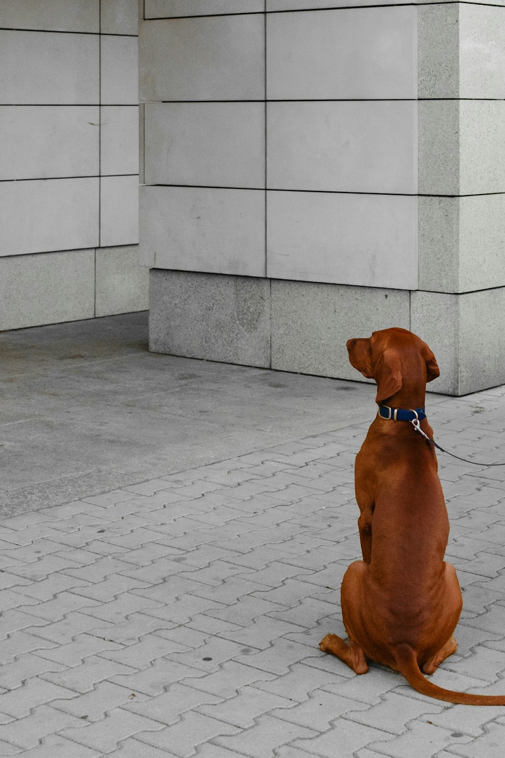 a dog on a leash sitting on a brick walkway