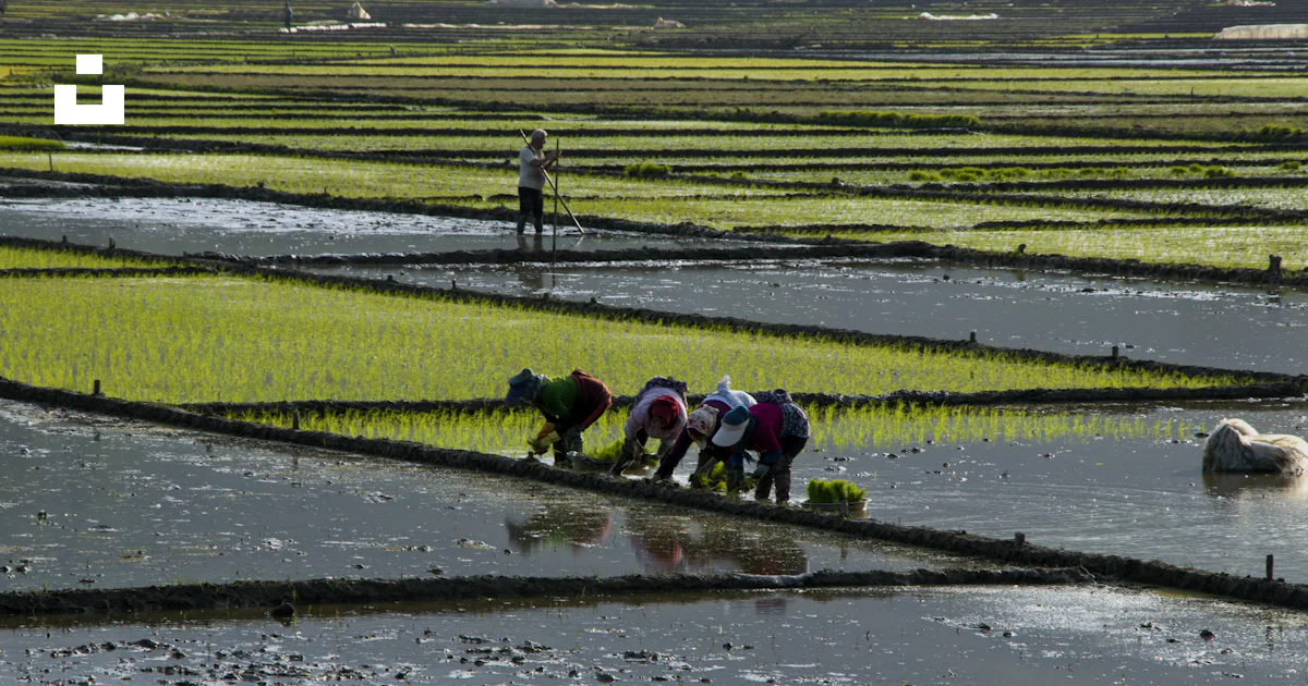 View Rice Field Human A group of people working in a rice field photo – Free Human Image on ...