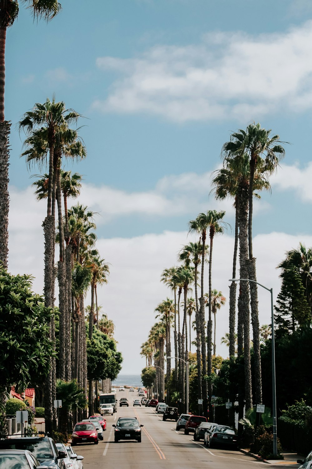 uma rua com palmeiras de cada lado dela