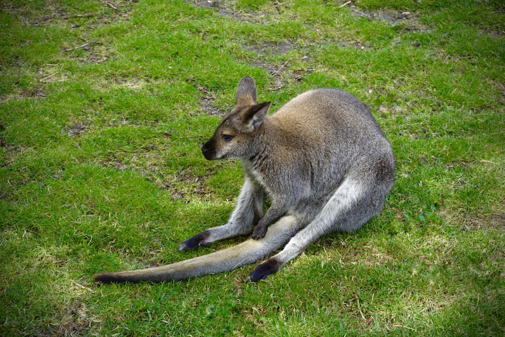 a kangaroo lying on grass