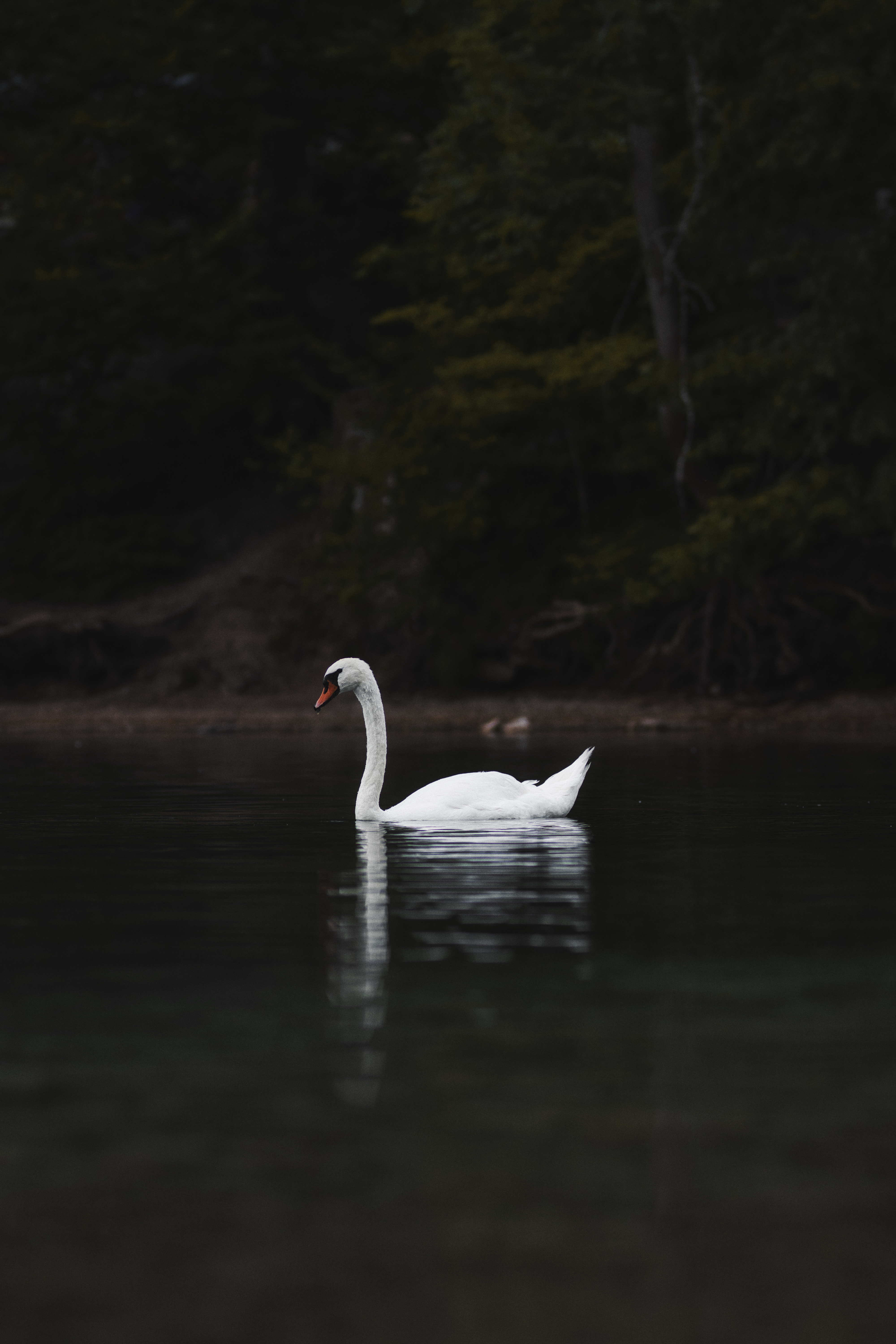 Swan on a lake