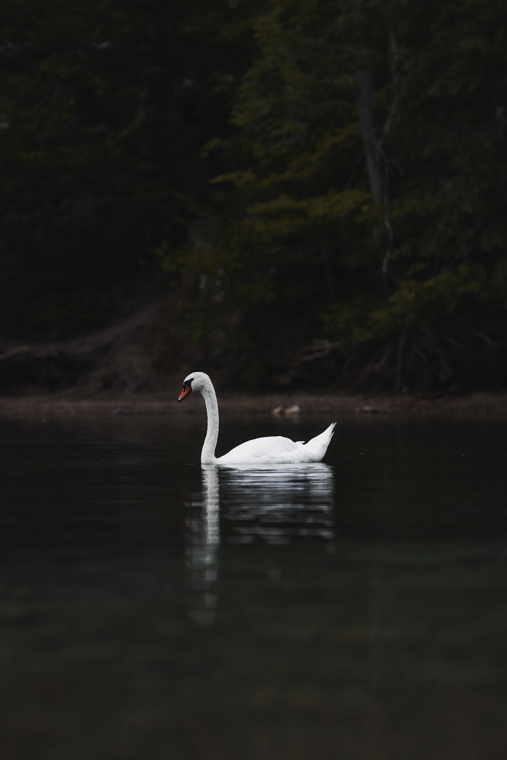 a swan swimming in a lake