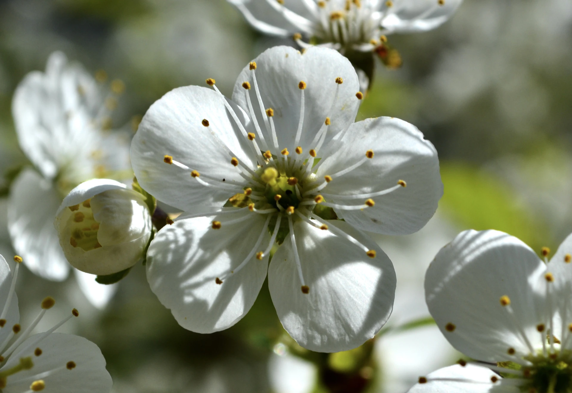 a close up of a white flower