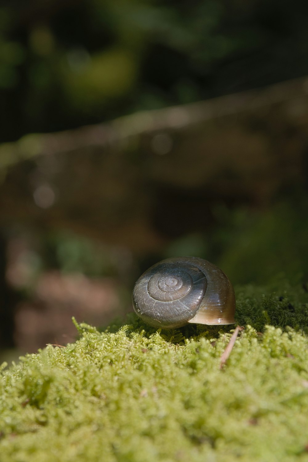 a snail on moss
