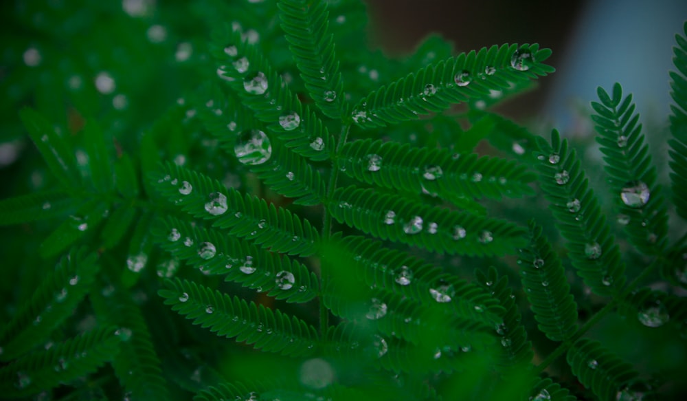 water droplets on a leaf