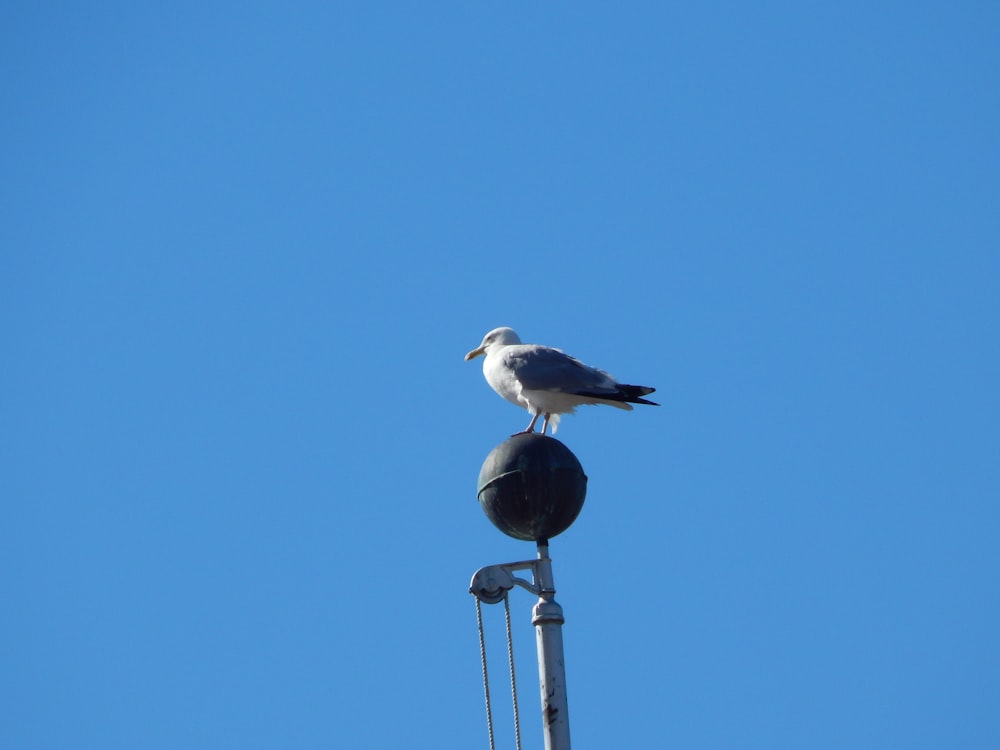 a bird on a pole