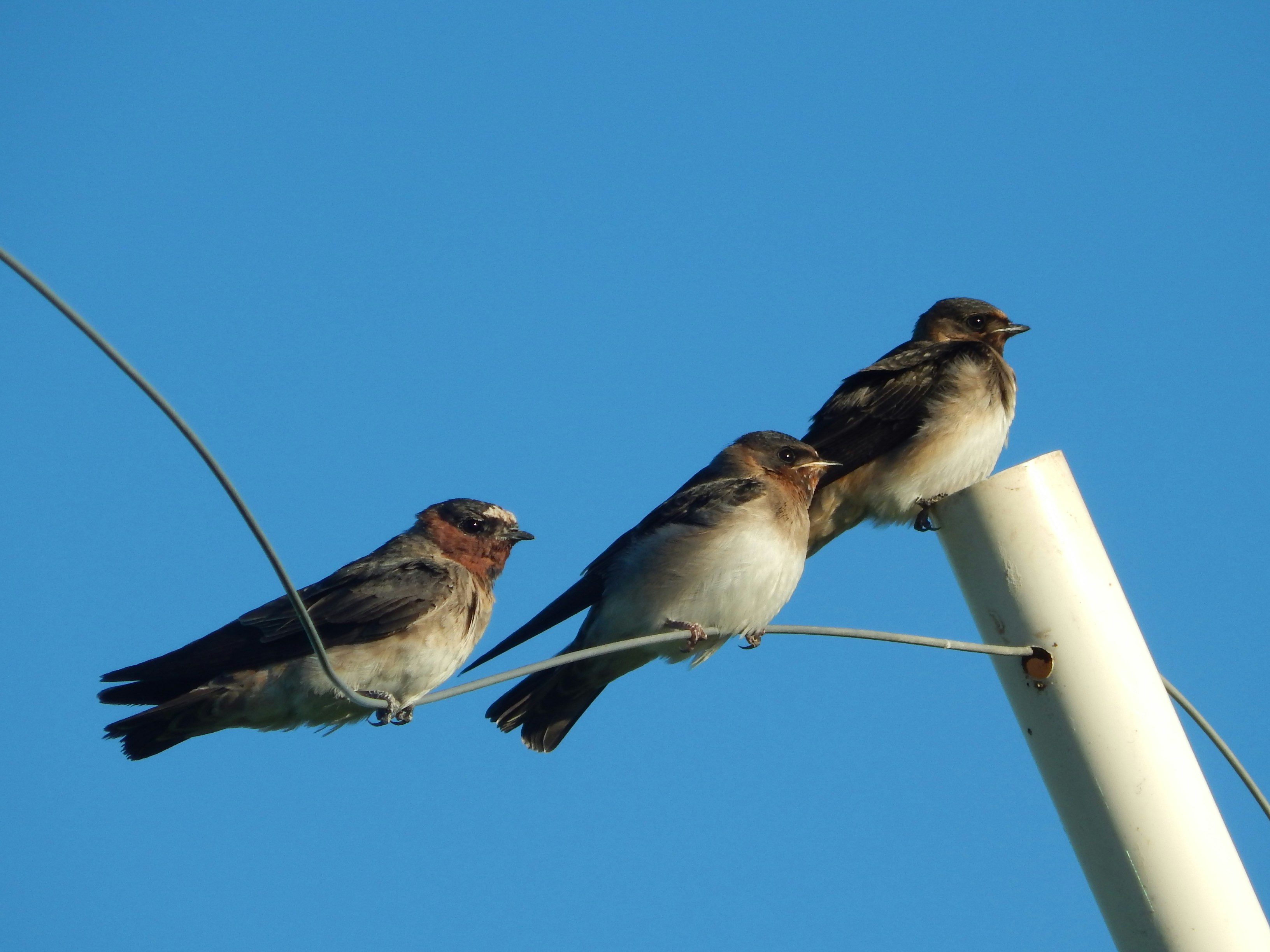 a group of birds sitting on a pole