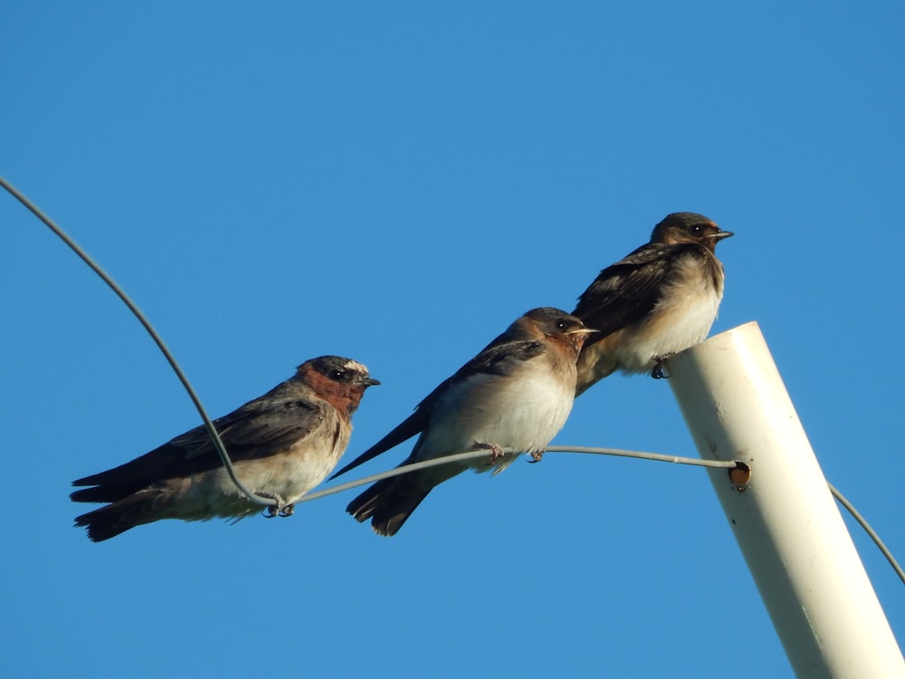 a group of birds sitting on a pole