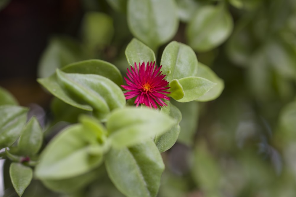 a close up of a flower