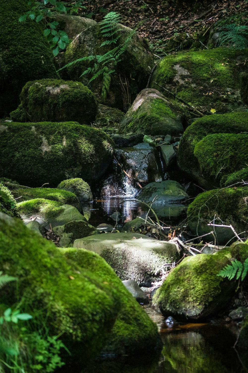 森の中の小さな滝