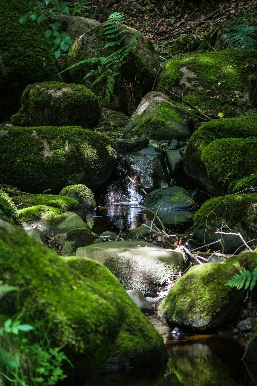 Une petite cascade dans une forêt