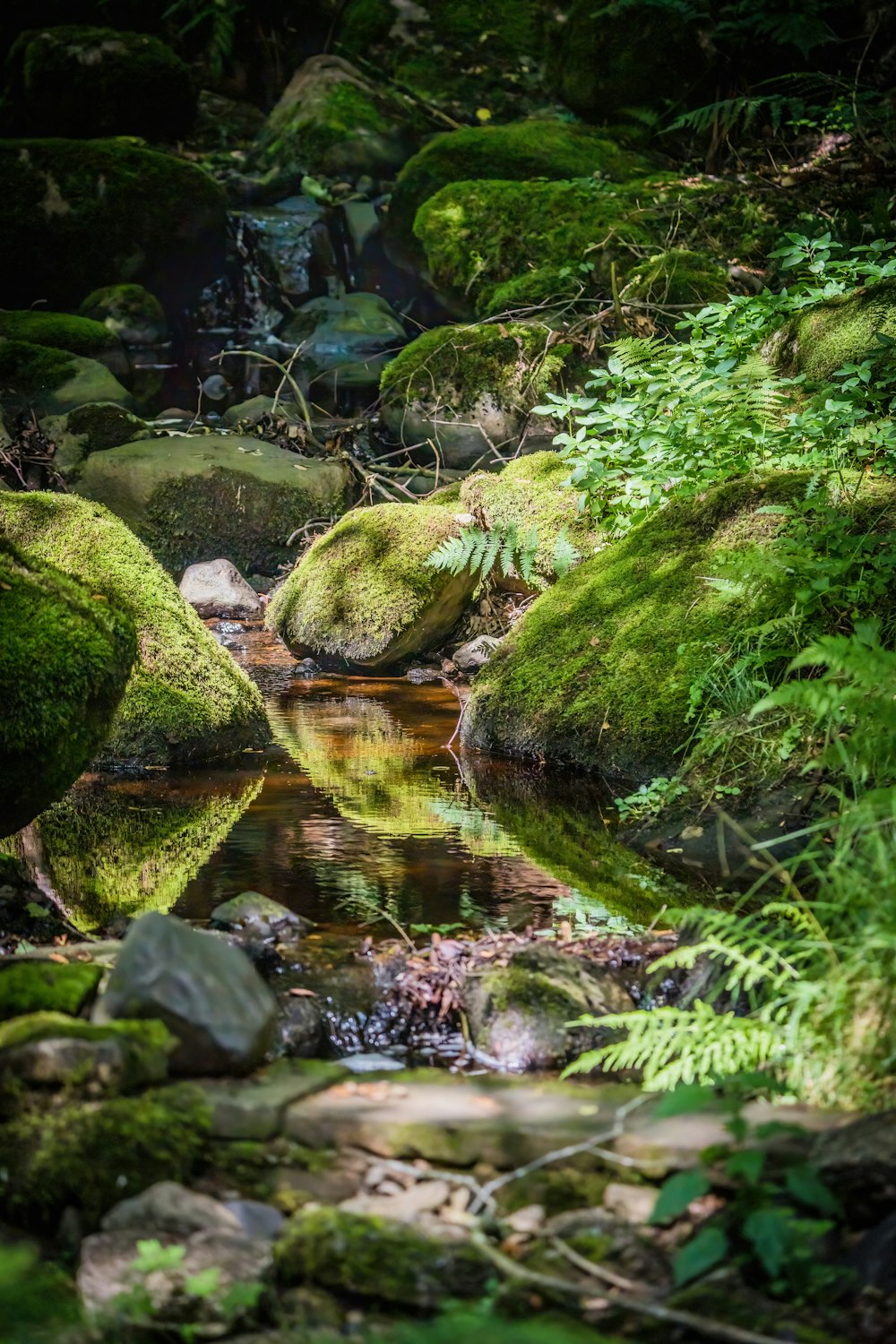 un courant d’eau entouré de plantes vertes