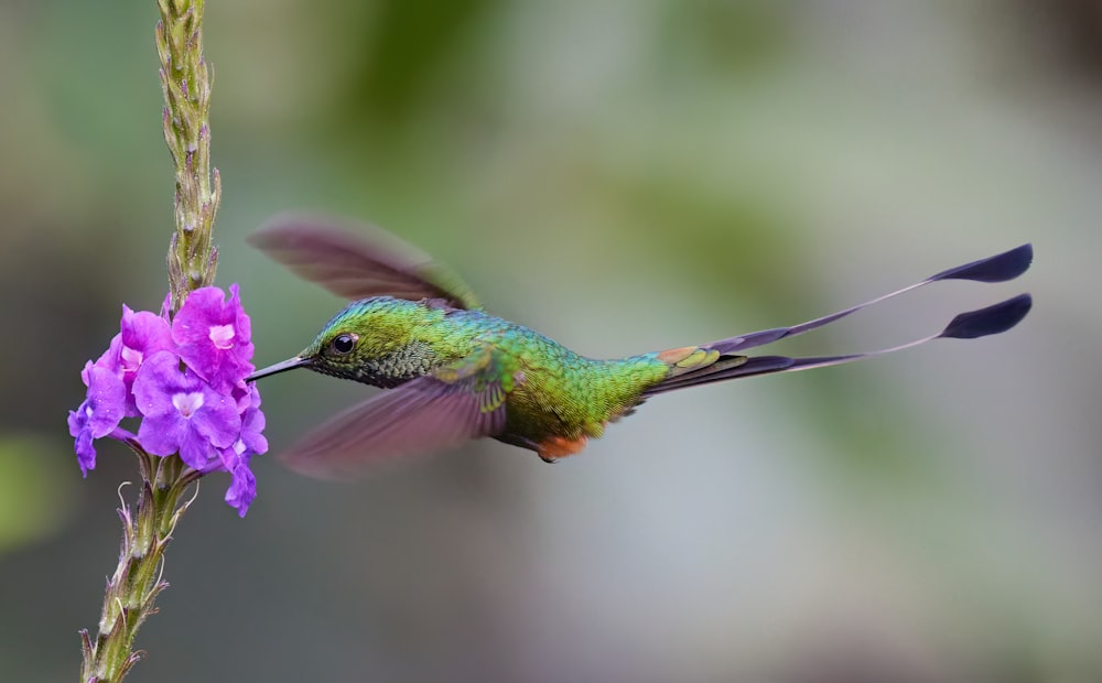 a hummingbird flying over a flower