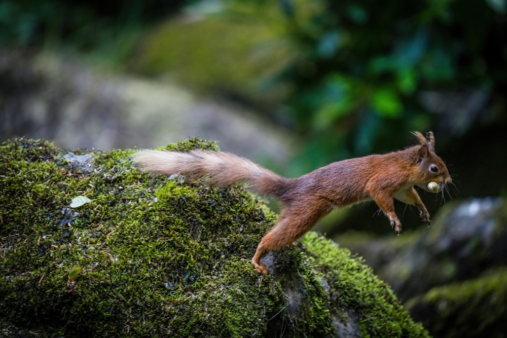 a squirrel on a rock
