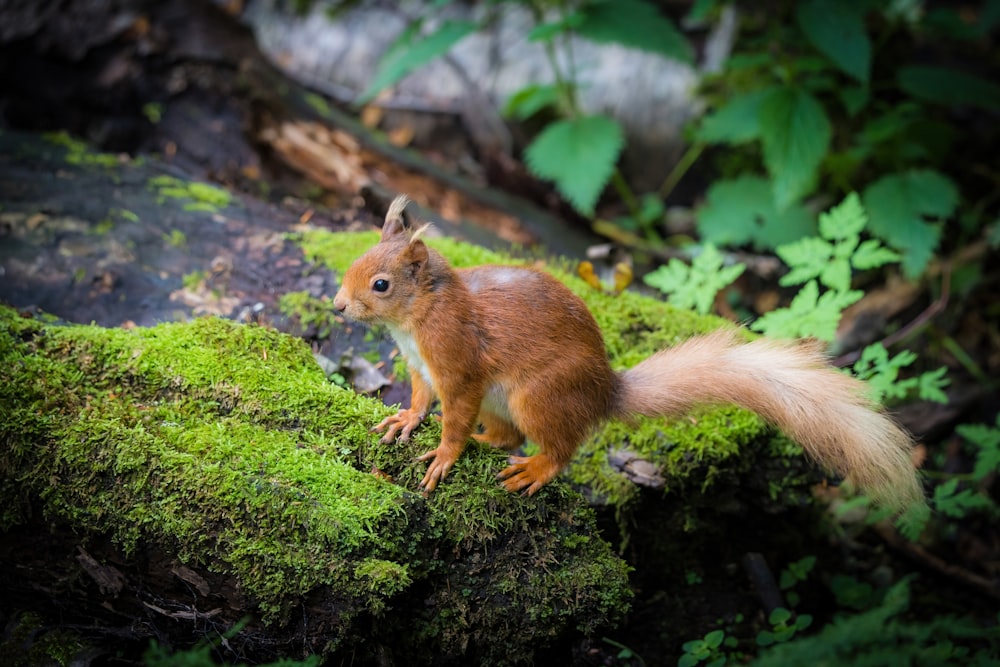 a squirrel standing on a rock