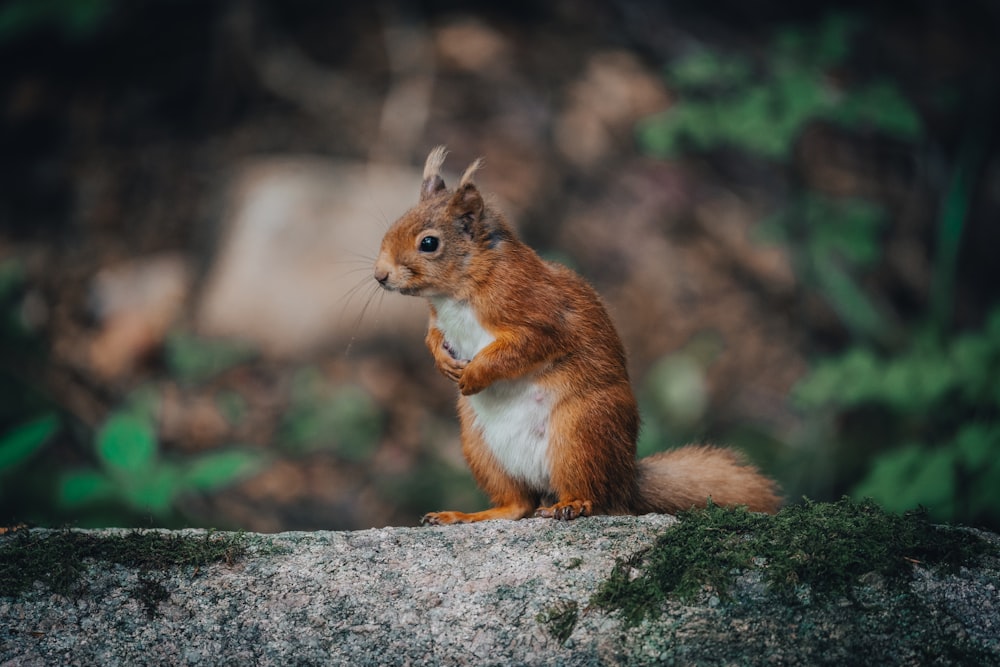 a squirrel on a rock