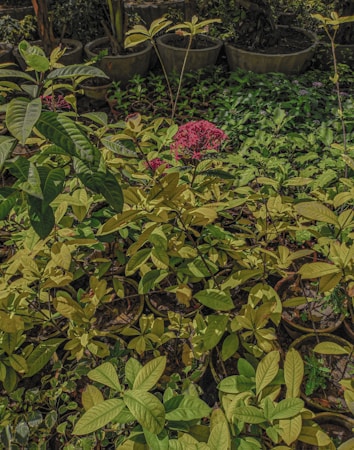 Lush green plants are abundantly spread out in a garden setting, with pots placed in orderly rows. The foliage is vibrant, with a noticeable presence of pink flowers adding a pop of color among the greenery.