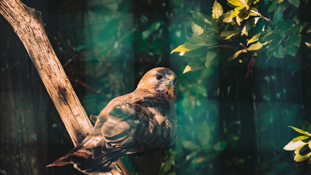 a bird sitting on a tree branch