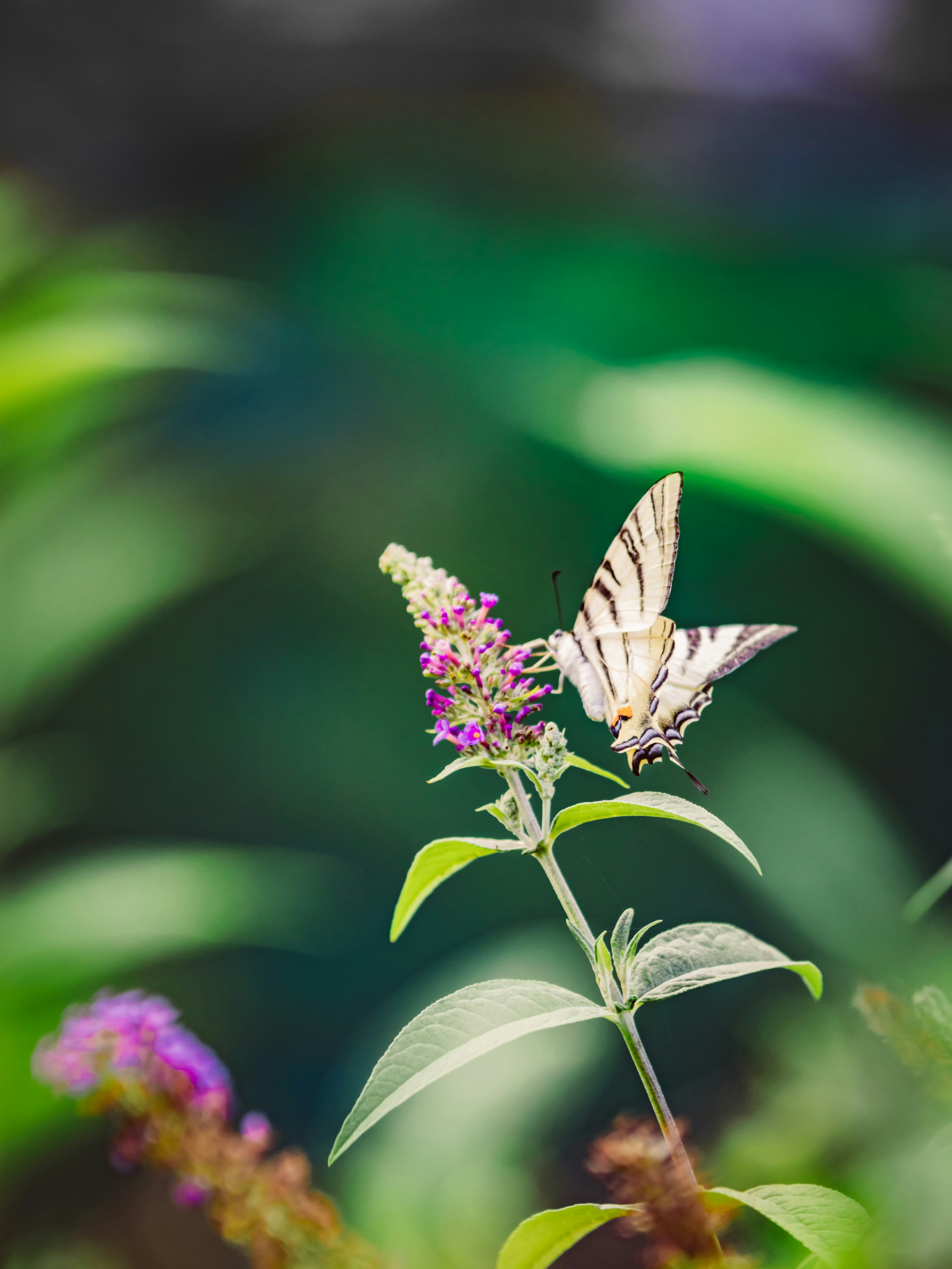 Photo by merlin_photo