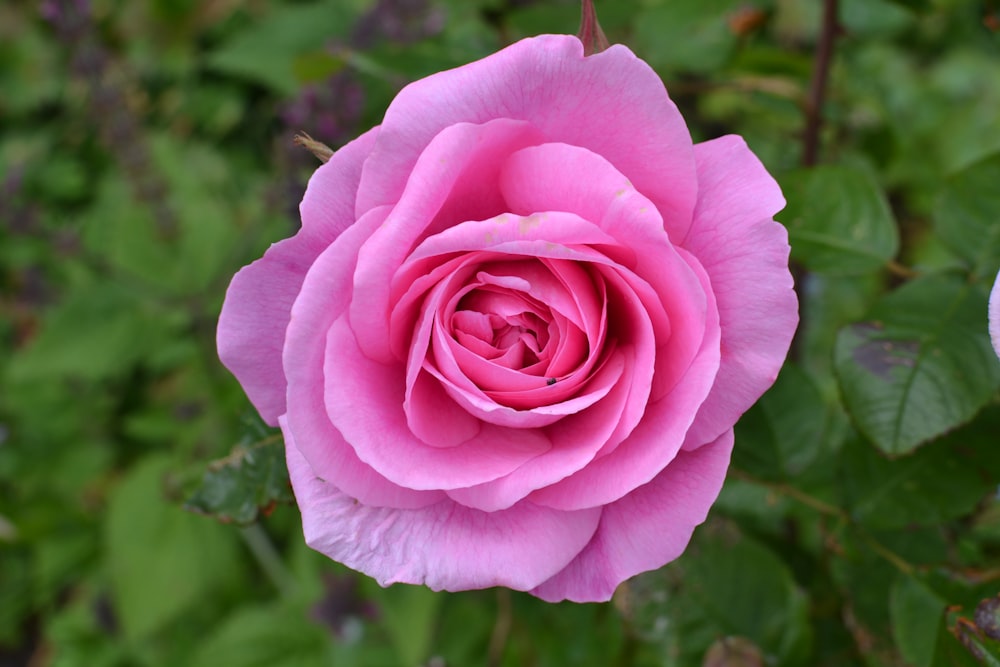 a pink rose with green leaves