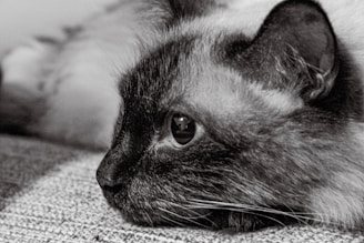 a cat lying on the ground