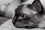 a cat lying on the ground