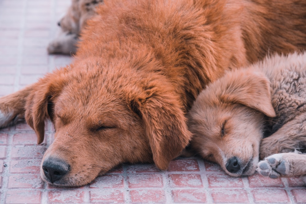 a dog sleeping on a brick surface