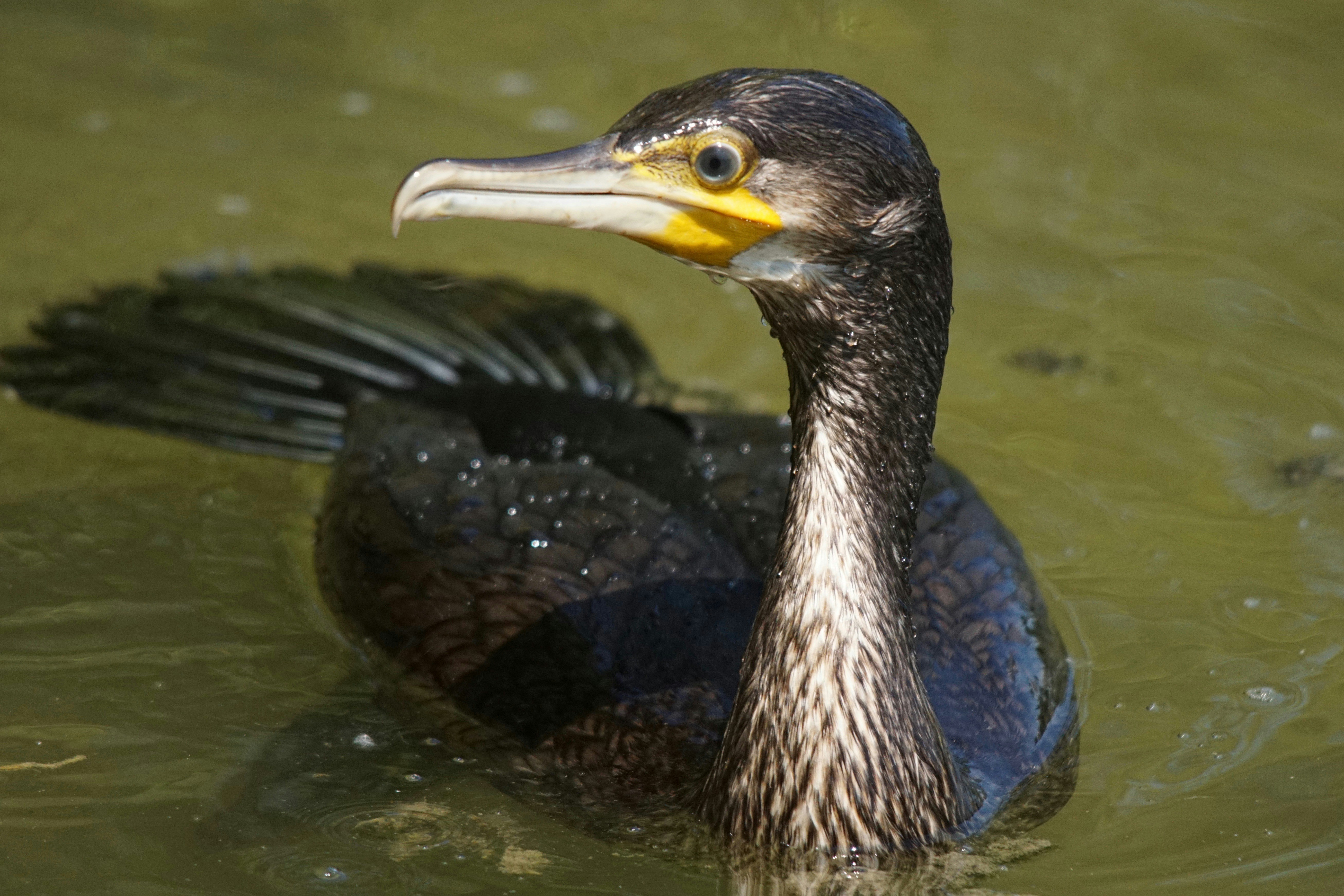 a bird swimming in water