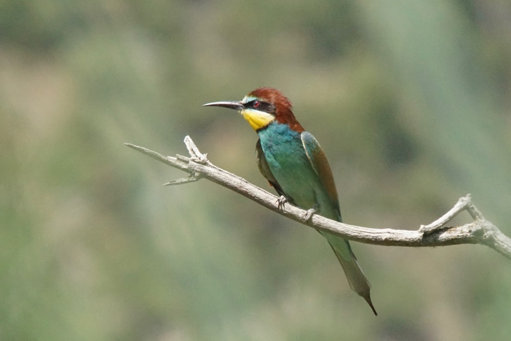 a bird sitting on a branch