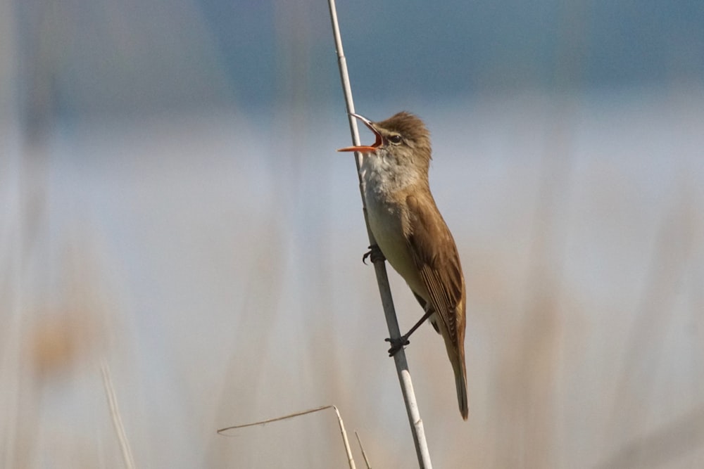 a bird on a pole