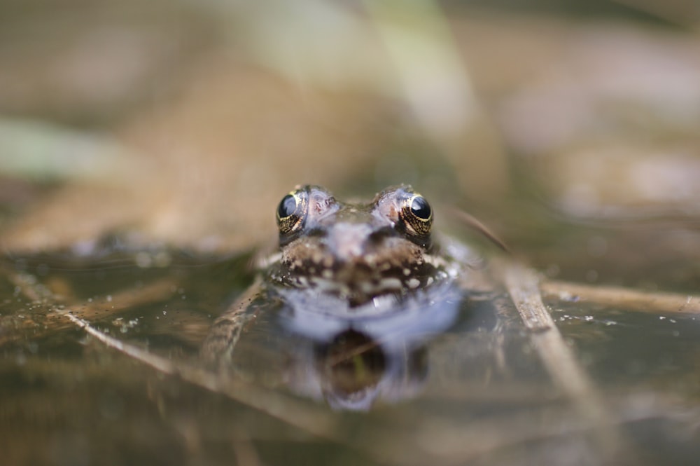 a small frog in water