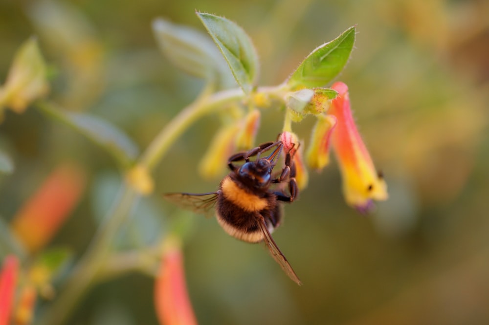 a bee on a flower