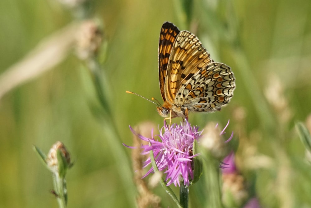 a butterfly on a flower