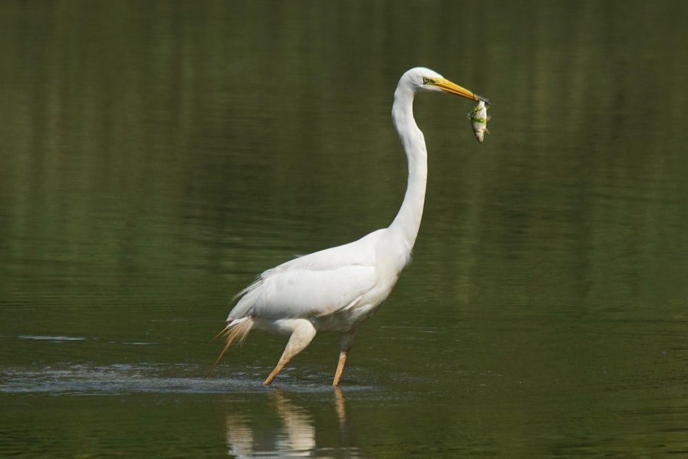 a white bird with a fish in its mouth