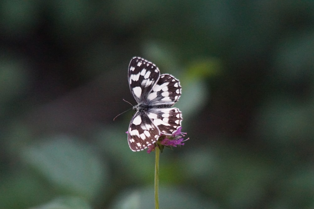 a butterfly on a flower