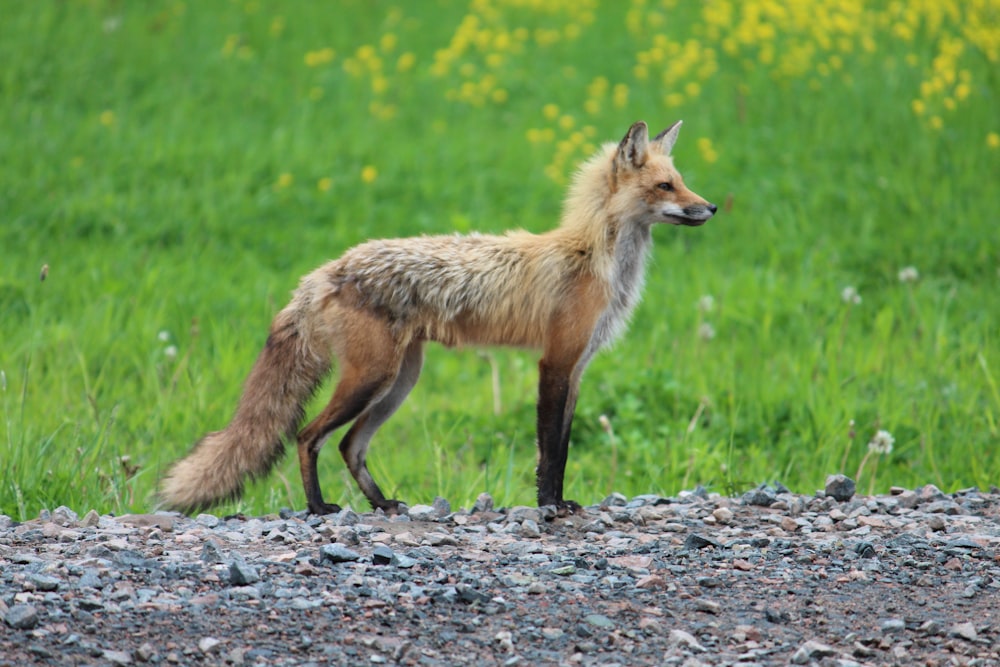 a fox standing on a rocky area