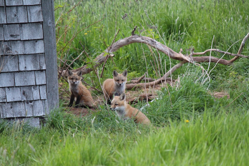 a group of foxes in a grassy area next to a fence