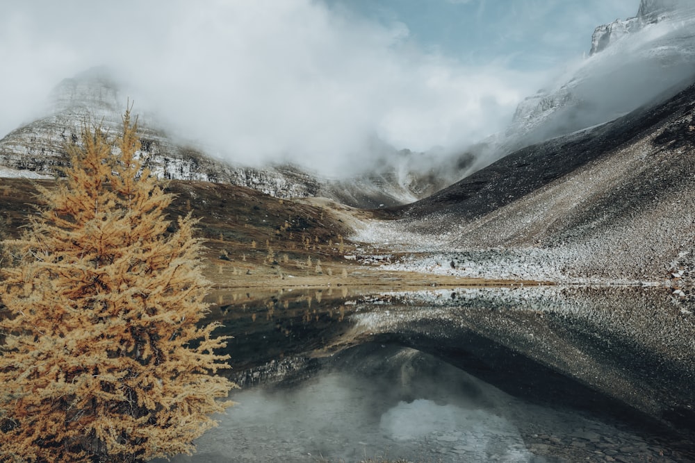 a tree next to a body of water