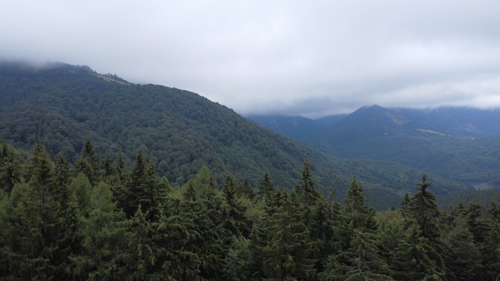 a forest of trees