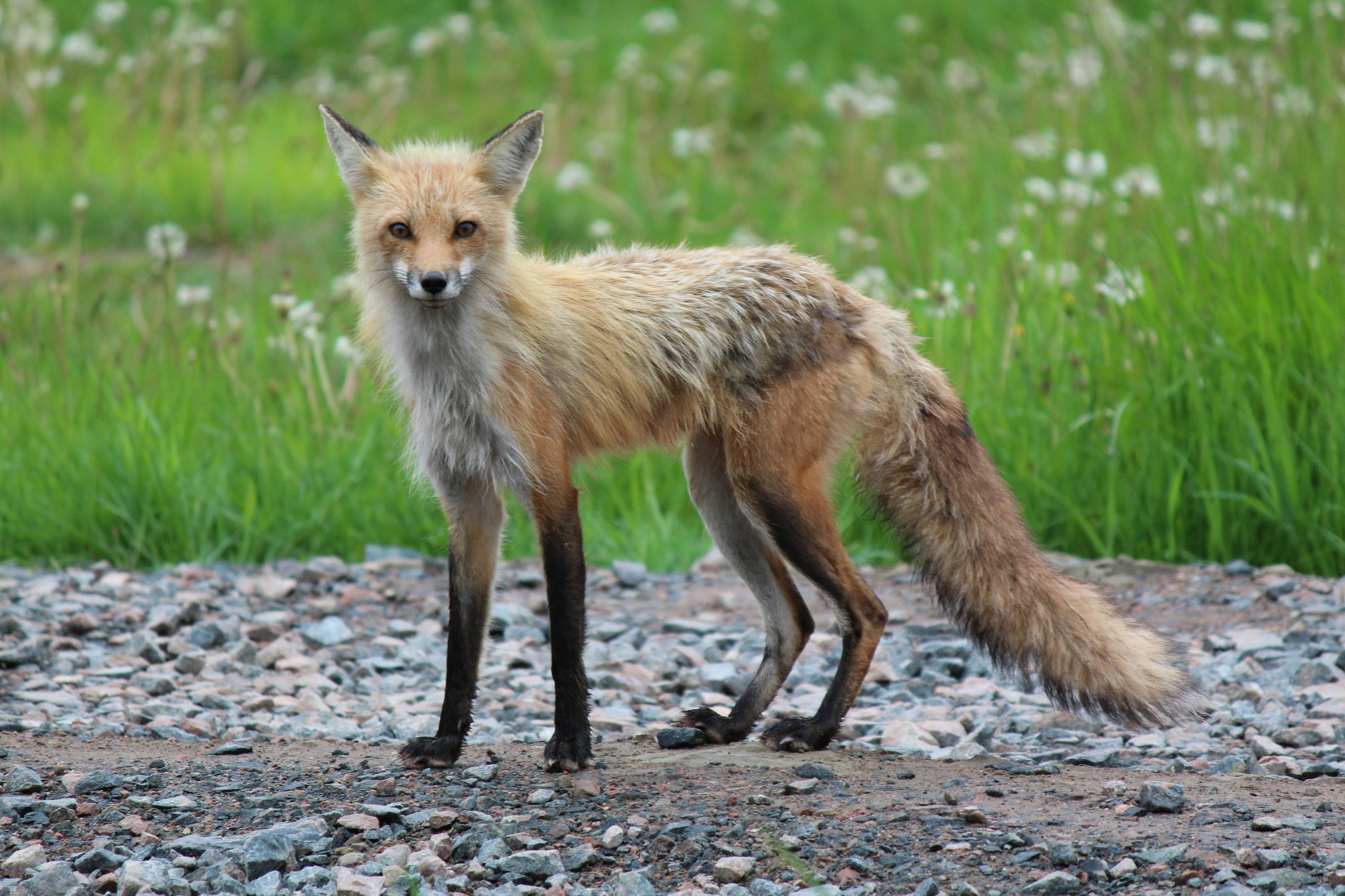 a fox standing on a gravel road