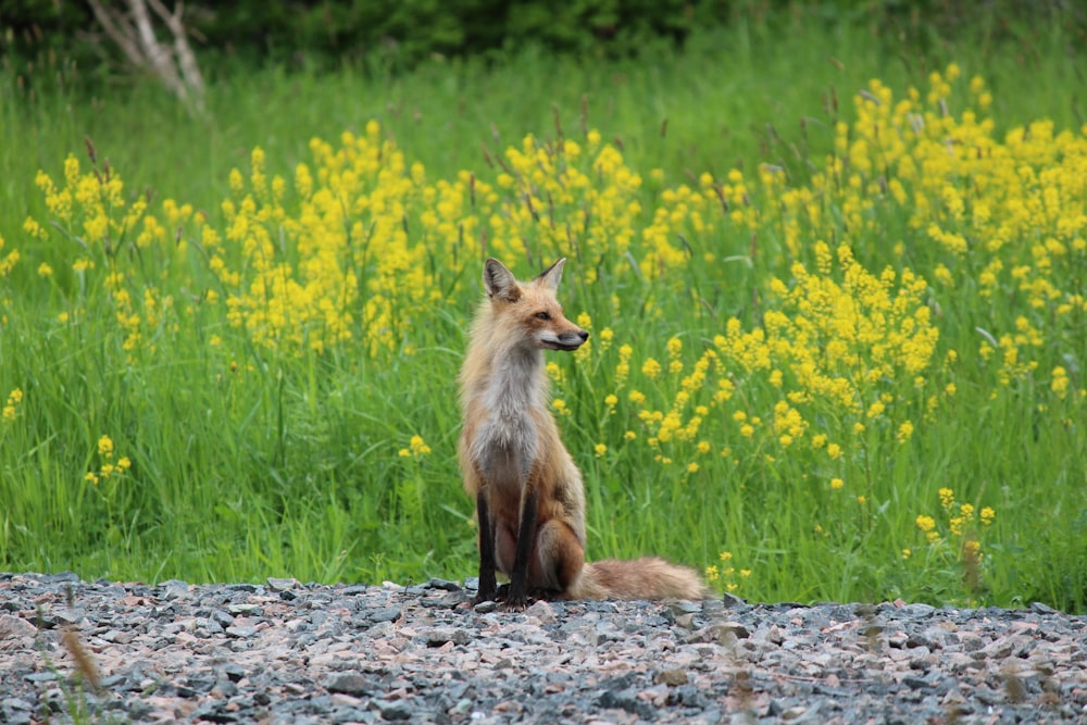 a fox sitting on a rock