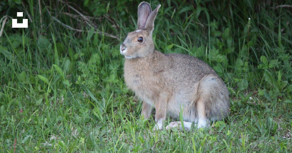 A rabbit in the grass photo – Free Ns Image on Unsplash