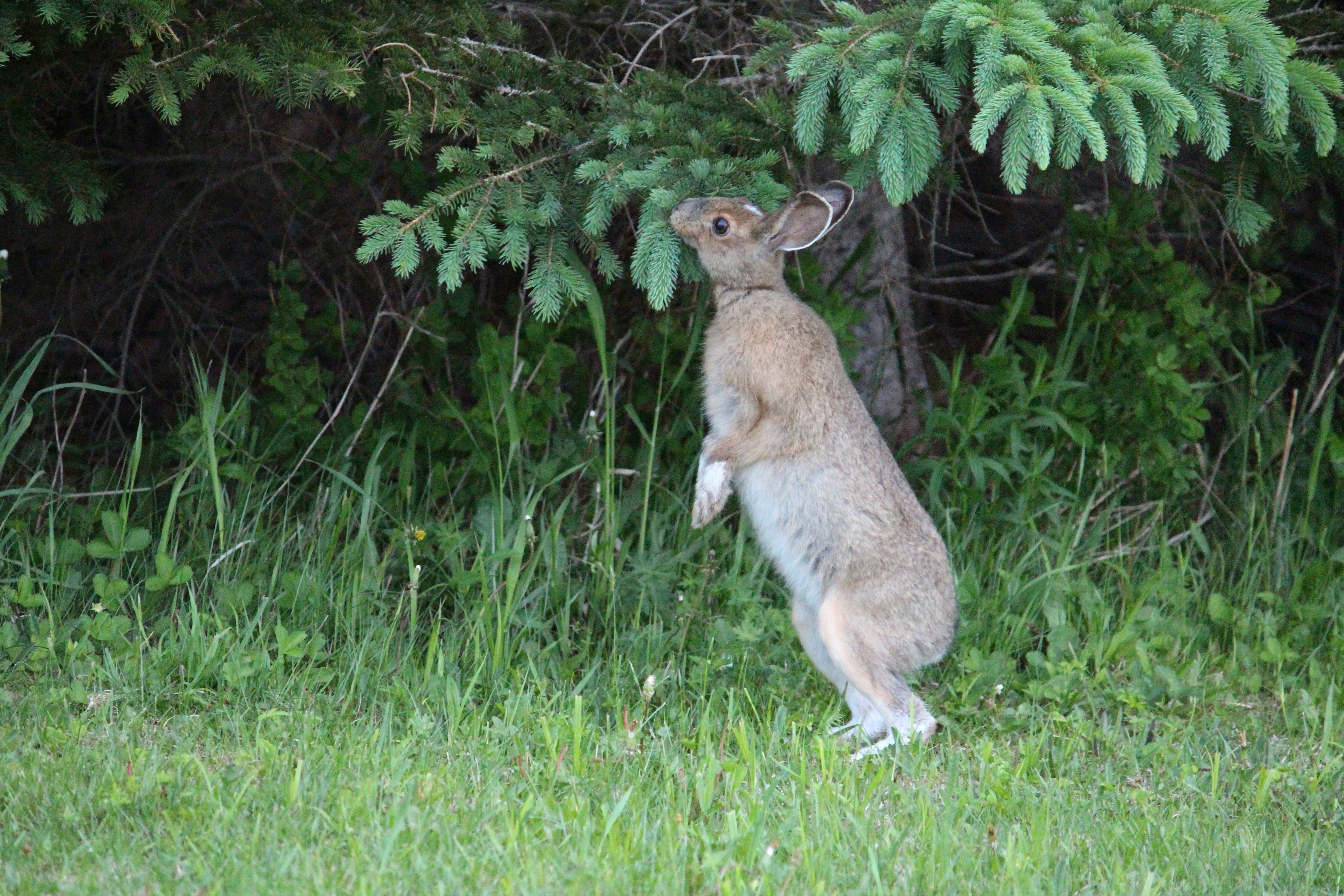 a rabbit standing in grass