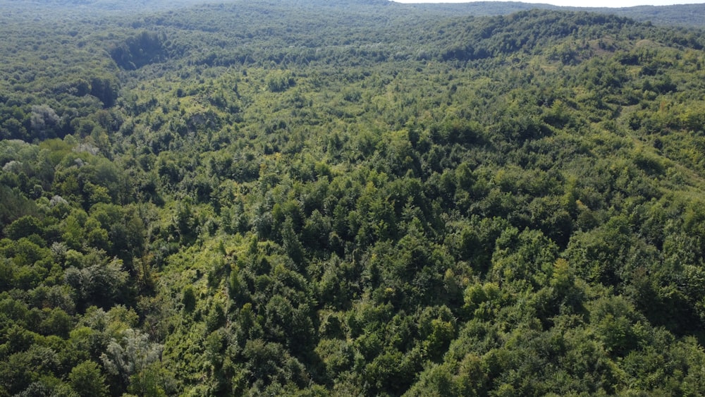 a large forest of trees