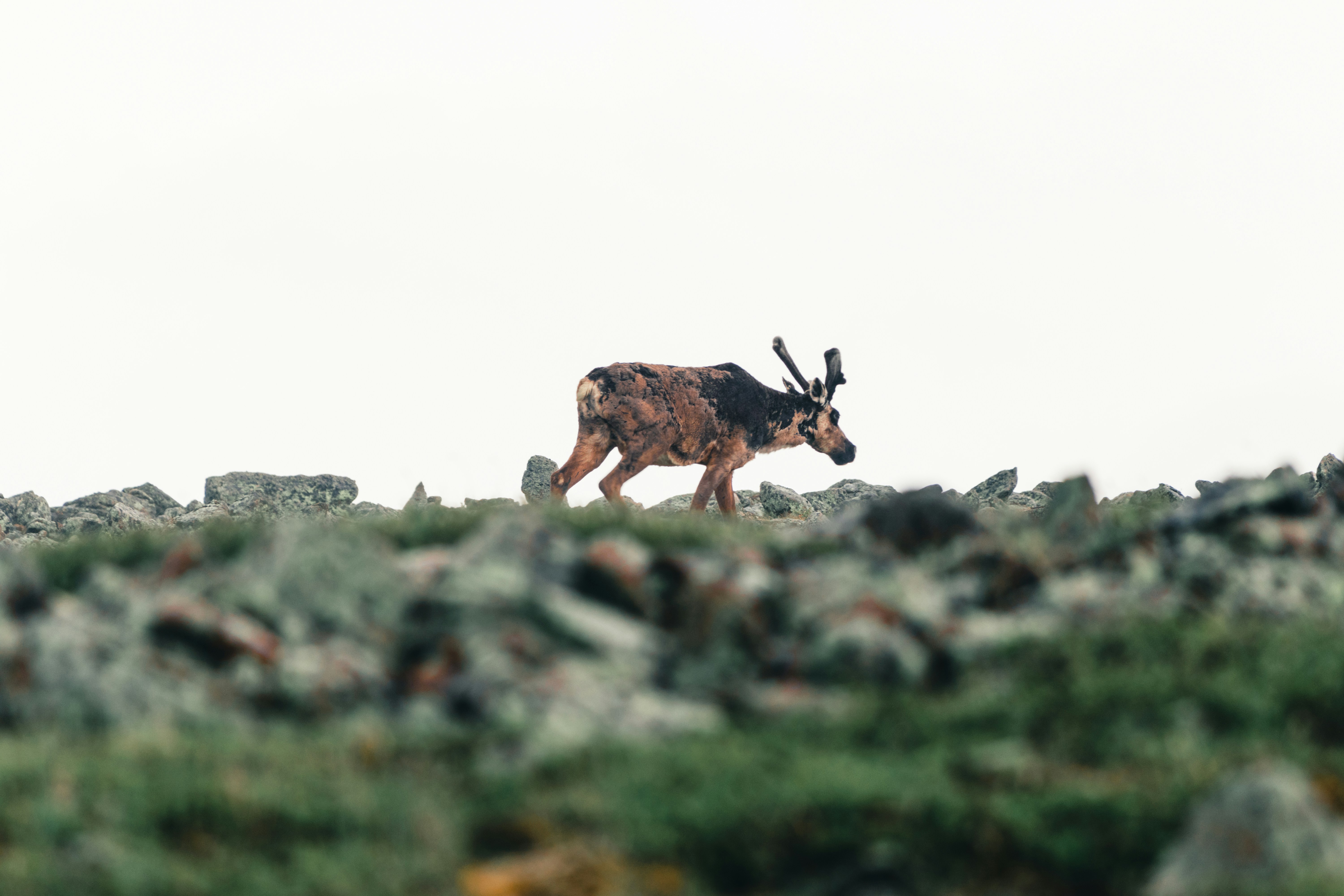 Caribou in boreal habitat
