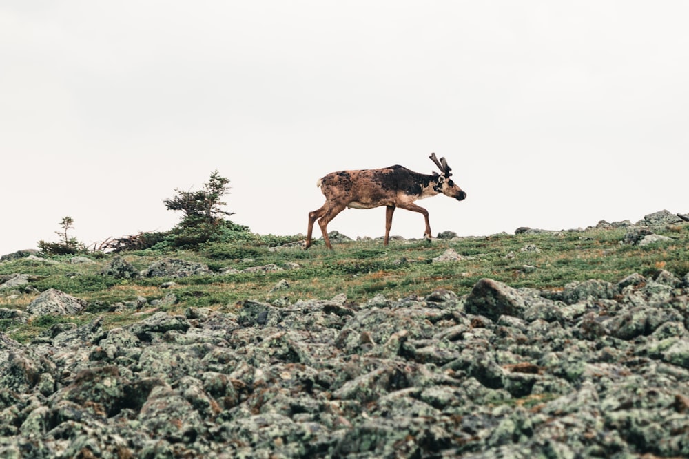 a deer walking on a hill