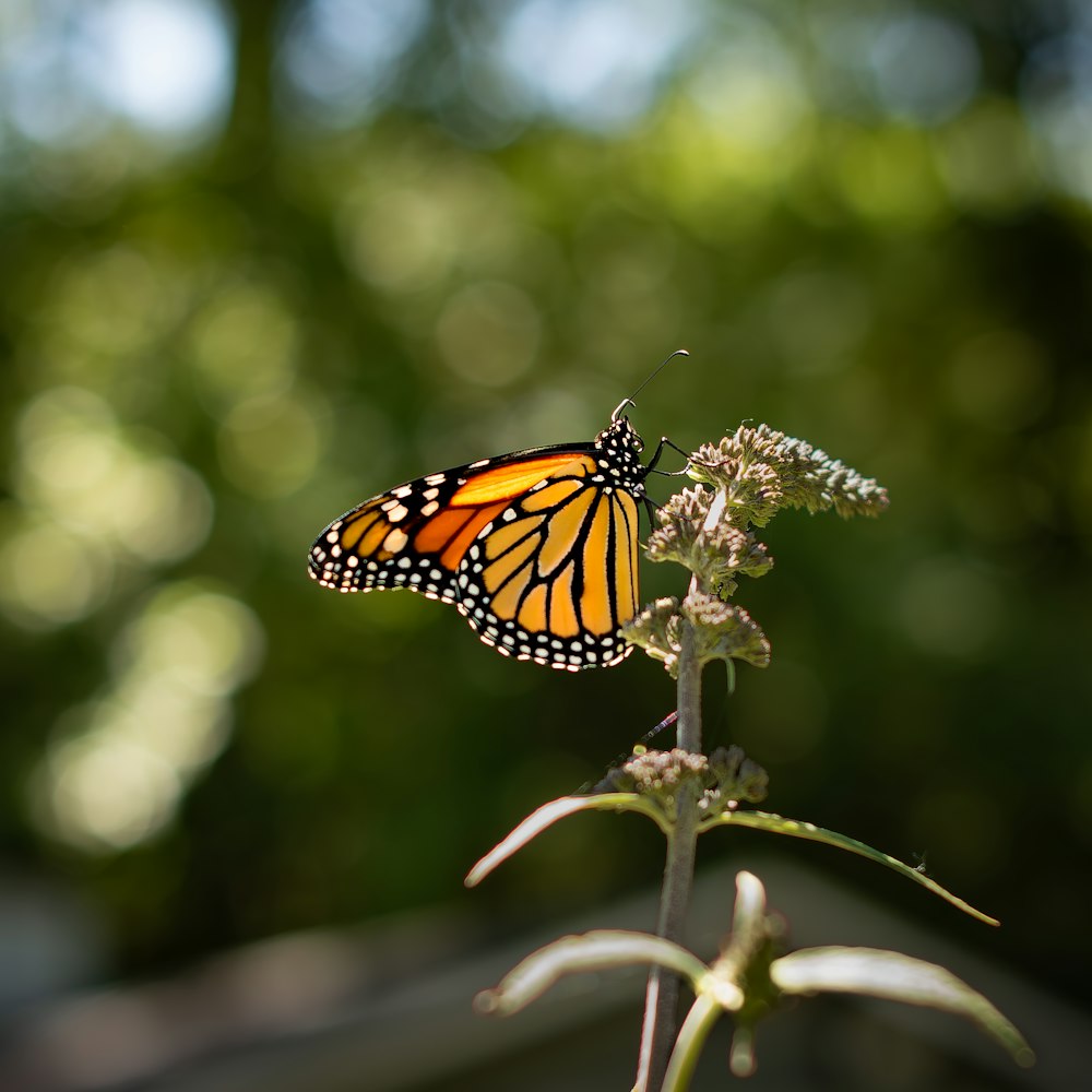 Un papillon sur une fleur