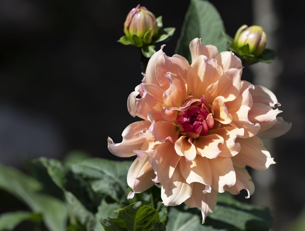 a close up of a flower