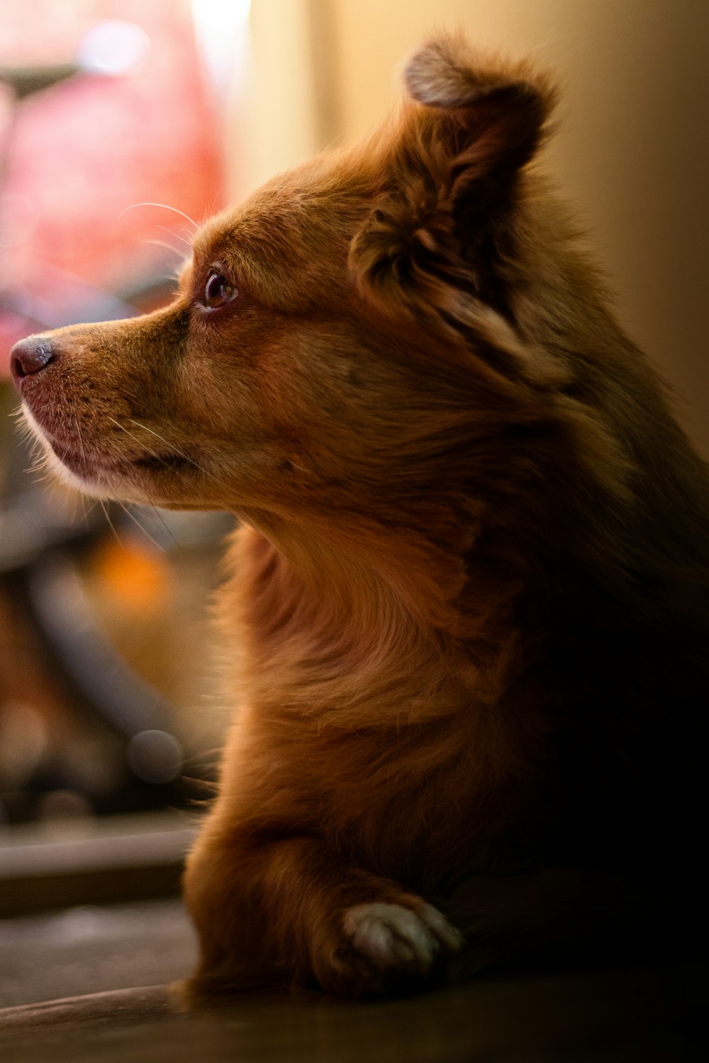 a dog sitting on the floor