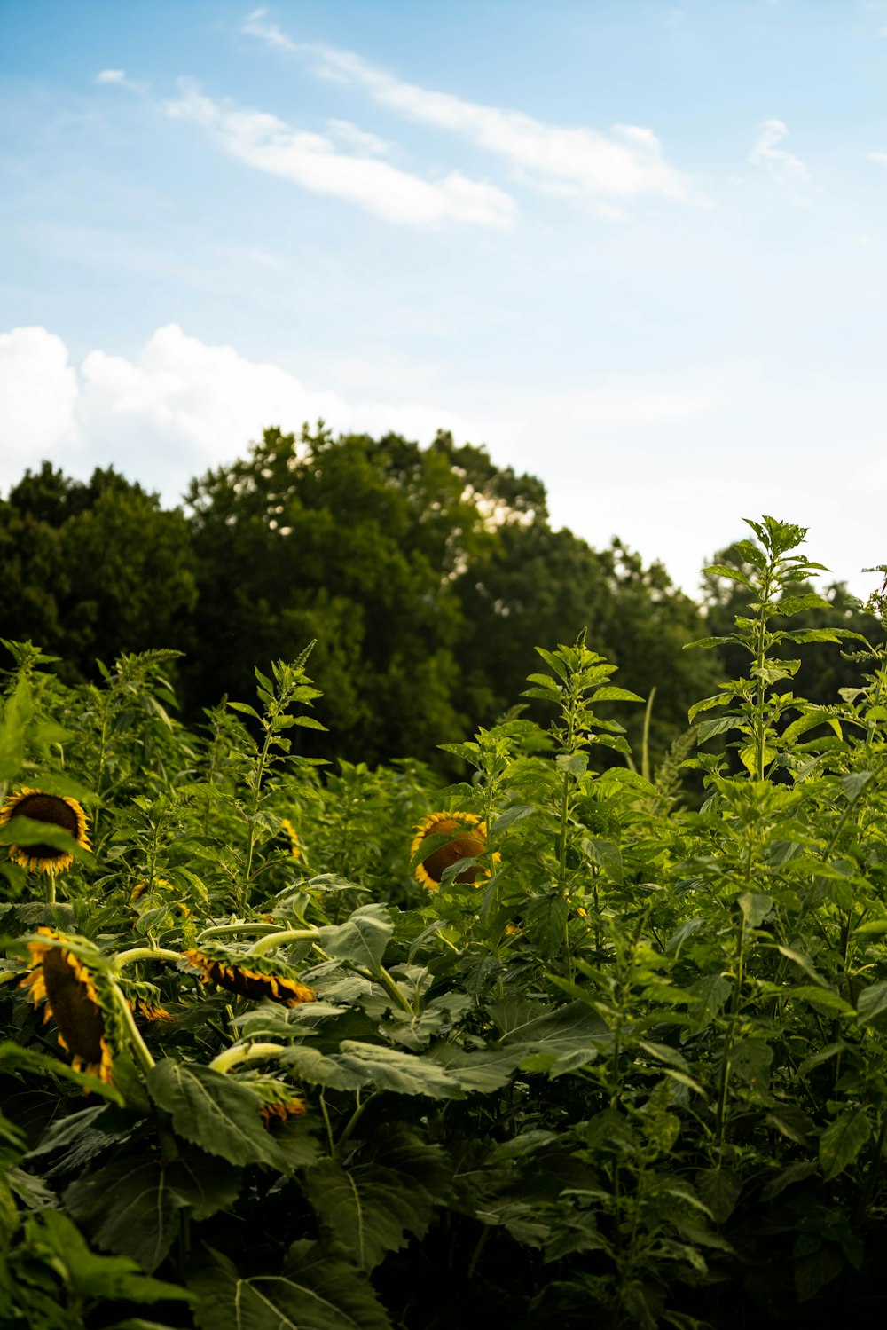 a field of plants with trees in the background